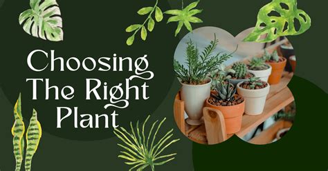 Choose the Right Plant